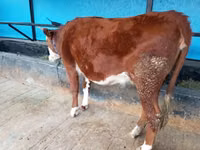 گائے, قازق سفید سر گائے — تصویر 6