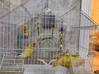 Məhsul: Qəfəsdə cüt papuqay (lovebird) və tam aksesuar dəsti Təsvir — 2. fotó