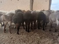 Ram, Sheep — photo 1