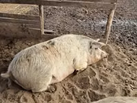 Locha, Świnie — zdjęcie 5