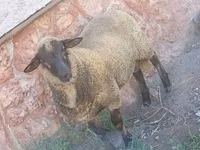 Kambing jantan, Suffolk sheep — foto 2