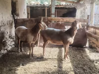 میش, گوسفند — عکس 3