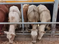 Cattle (batch, sex not specified), Limousin cow — photo 2