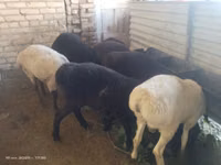 Ram, Sheep — photo 1