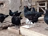Chickens — تصویر 5