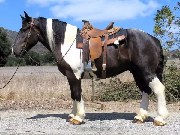 Cavallo, Quarter Horse