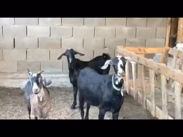 Goat, Nubian Goat — Kazakhstan