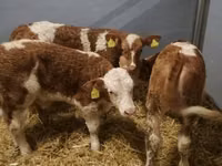 Bydło (partia, płeć nieokreślona), Simmental cattle — zdjęcie 4