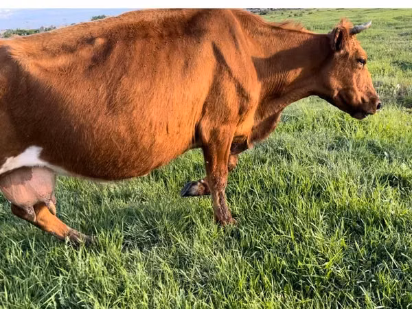 Vache, Bovins — Kazakhstan