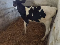 Boğa, Holstein ırkı — foto 3