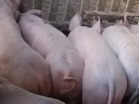 Sow, Pigs — photo 3