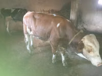 Bou, Simmental cattle — foto 3