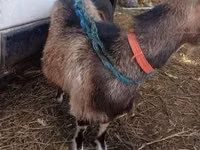 Goat, Goats — photo 5