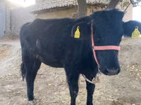 گاو ماده, گاو — عکس 1