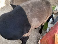 Ram, Sheep — photo 3