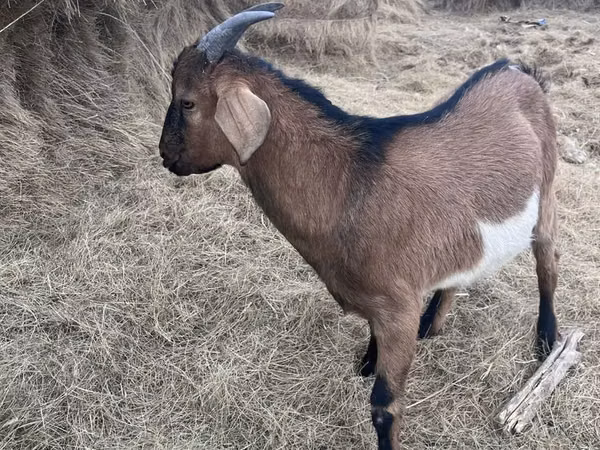 Buk, Alpine goat