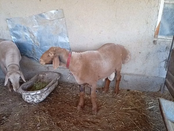 Ram, Arashan sheep