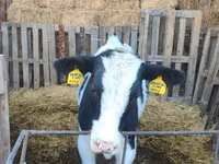 Bull, Holstein breed — photo 4