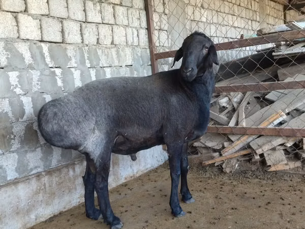 Ram, Sheep — Uzbekistan
