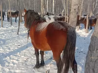 اسب نر, Kazakh horse — عکس 2