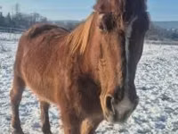 Kuda betina, Horses — foto 2