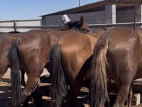 Ձի, Kazakh horse — լուսանկար 2