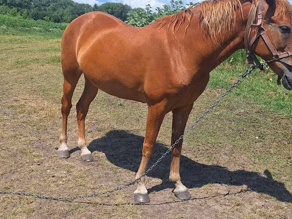 Mare, Horses — Moldova