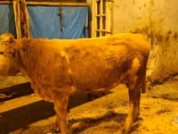 Cow, Simmental cattle — photo 2