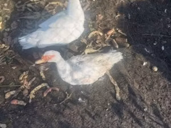 Ducks