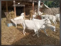 Billy Goat, Saanen goat — photo 4