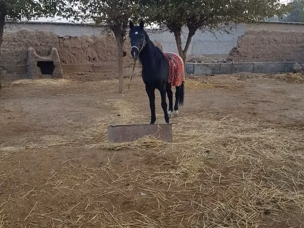 Horse (M), Horses — Uzbekistan