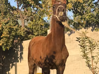 اسب نر, اسب — عکس 4