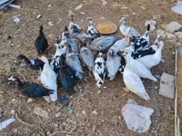 Muscovy domestica — foto 1