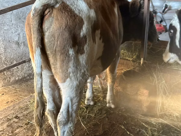 Buğa, Simmental cattle