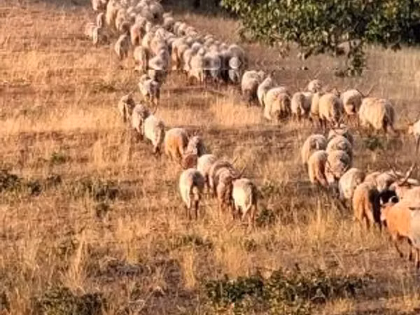 میش, Racka sheep — مجارستان