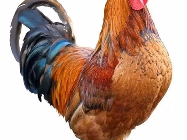 Chickens — Armenia