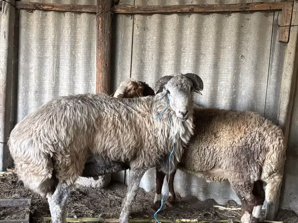 Ram, Sheep — Moldova