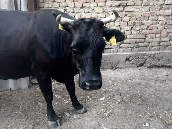 Vache, Swiss cattle — Kirghizstan