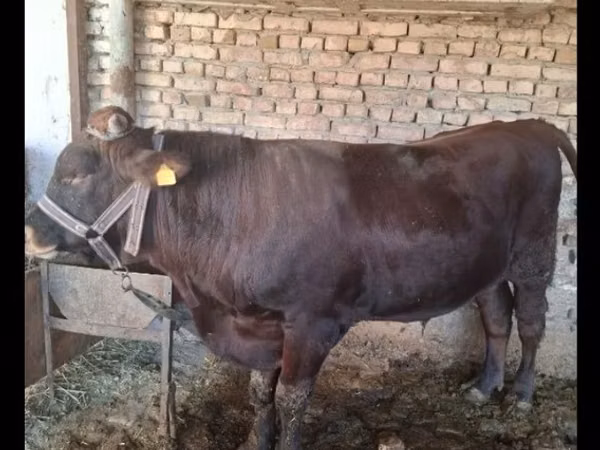 Bull, Red Estonian cattle