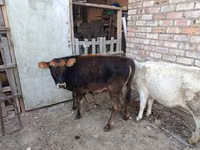 सांड, मवेशी — फ़ोटो 2