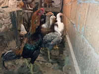Chickens — foto 2