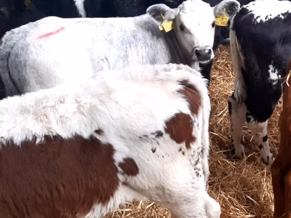 Bull, Cattle
