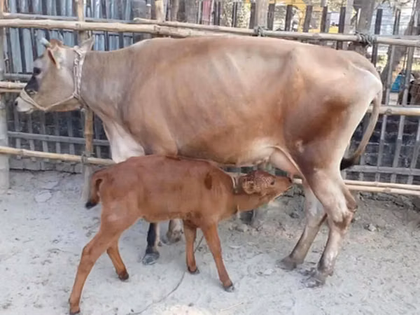 பசு, ஜெர்சீ இனம்தான் — பங்களாதேஷ்