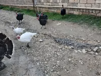 برونز — تصویر 4