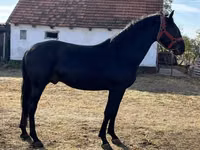 Caballo, Nonius horse — foto 2