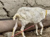 Ged, Saanen goat — foto 5