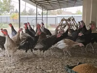 Turkeys — фото 1
