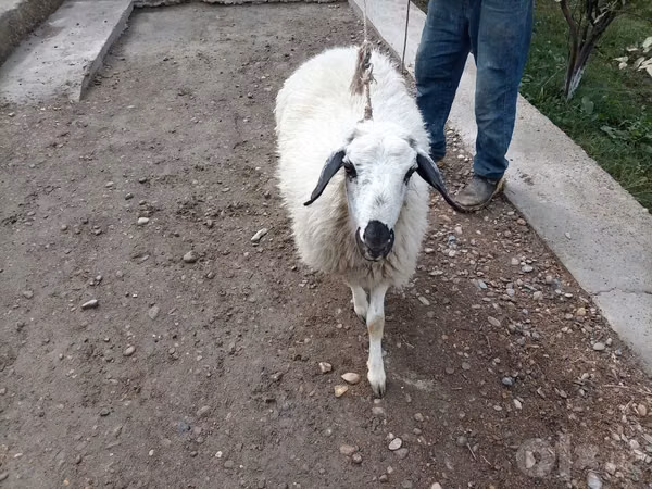 Sheep, Sheep — Uzbekistan