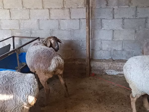Sheep, Arashan sheep — Kyrgyzstan