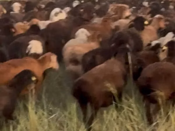 Sheep, Edilbay sheep — Kazakhstan